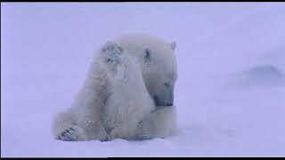 Polar bear hunting for seal