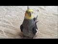怒る→発情→我に返るオカメインコ(YouTube ver.)