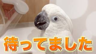 シャワーの気配で高まるゆきまる氏が可愛すぎました