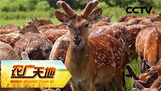 《农广天地》 80后另辟生财“鹿” 20181206 | CCTV农业