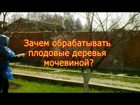 Зачем обрабатывать плодовые деревья мочевиной?