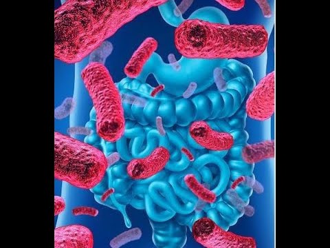 Boosting your immune system (Episode 2): the importance of the microbiota