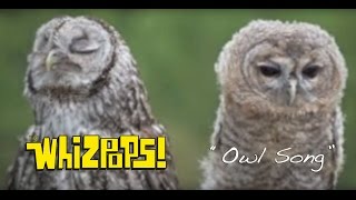 Video voorbeeld van "The Owl Song by The Whizpops!"