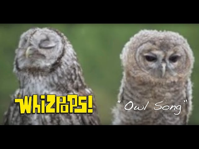 The Owl Song by The Whizpops! class=