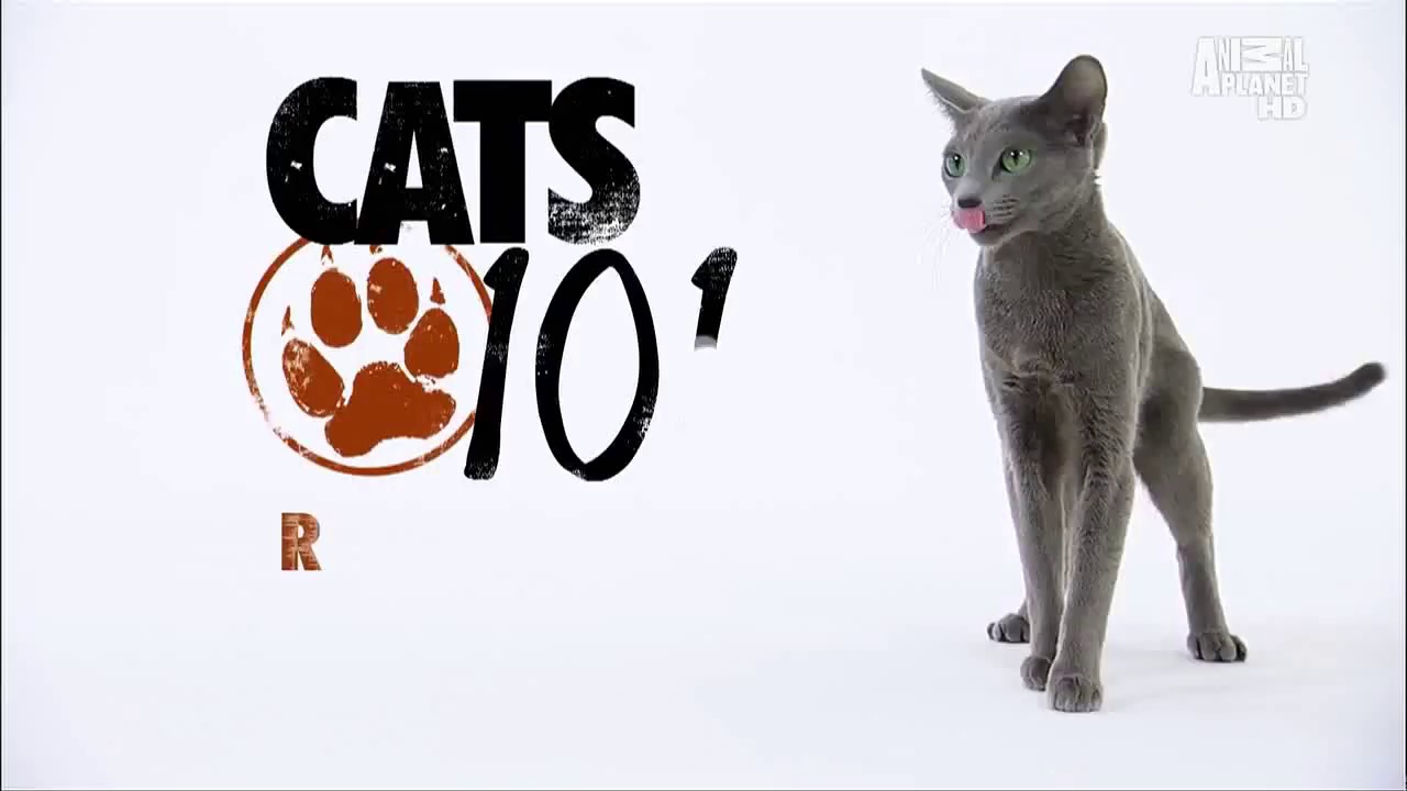 Русская голубая кошка 101kote.ru Russian blue 101Cats