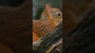 The Magical Fur Evolution of the Red Squirrel |Paws on the Planet