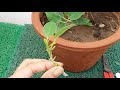Bonsai follow up (2)for beginners