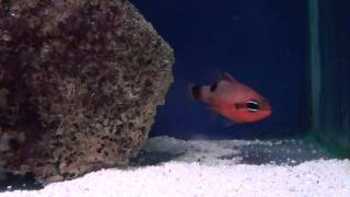 Flame Cardinal Fish (Apogon maculatus) - Tropical Fish