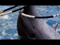 Ending Dolphin Captivity After The Cove | BFD | TakePart TV