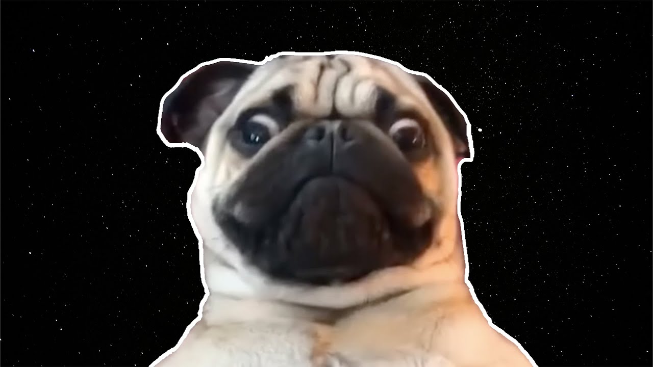 He went too far with his dog