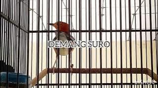 Download lagu Naikin Birahi Anis Merah - Pasti Gacor