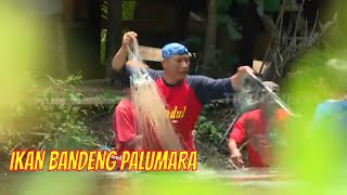 IKAN BANDENG PALUMARA | JEJAK SI GUNDUL (01/07/22)