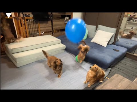 7 ミニチュアダックス やんちゃなクリームタン♡遊ぼう！投げて