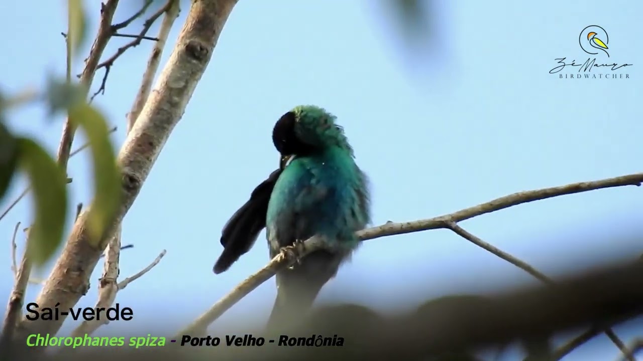Sai verde em Porto Velho - Rondônia.