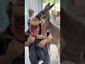 母カンガルーが見たら危険な行動