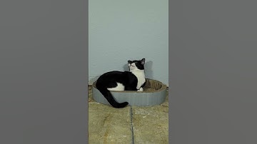 #catnip #viral #cat #comedy #funny #funnyvideo #comedian #kitty #pinkfloyd #animals #silly #florida