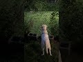 I see the rabbit. #dogs #puppy #puppies #labrador #labradorretriever #puppylife #pets #cutedog