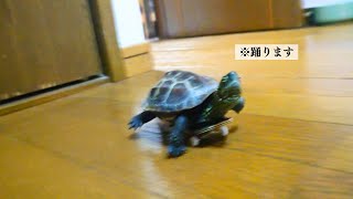 猫が好きすぎて新しいダンスを覚えたクサガメ軍曹【Sergeant Turtle learns a new dance】