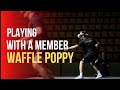 Playing with Members: Waffle Poppy