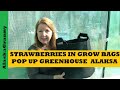 Strawberries in Grow Bags - Portable Pop Up Greenhouse Alaska