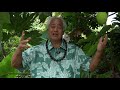 Uncle George Hawaii  - Episode #1 - Taro ( Kalo ) Part 1