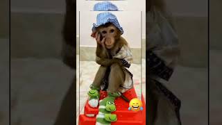 The monkey is sad #funnyvideo #monkey