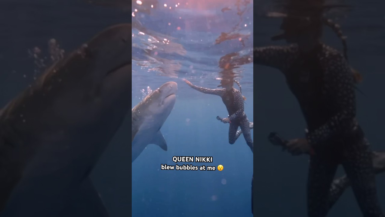 Tiger Shark Blowing Bubbles 🫧🤔 