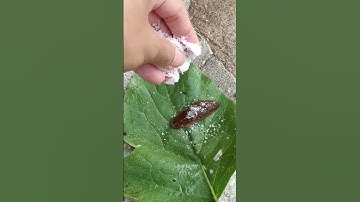 Cách trị sên phá hại rau #shorts