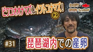 緊急企画ビワコオオナマズ＆イワトコナマズ②！琵琶湖内での産卵【ビワコオオナマズ】【イワトコナマズ】【ガサガサ】【釣り】【アクアリウム】【日本淡水魚】