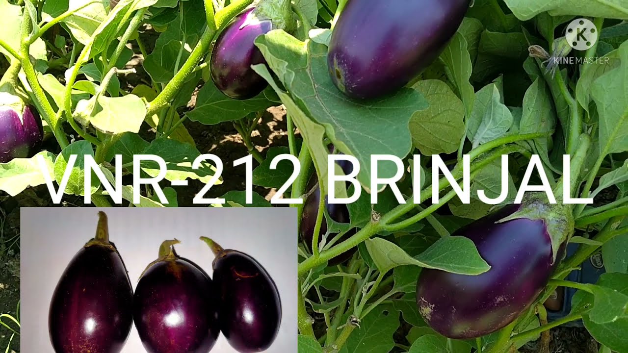 VNR-212 BRINJAL 👌