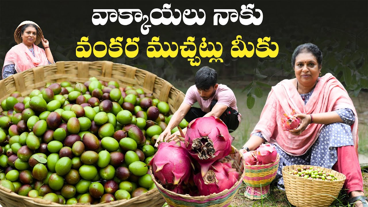 వాక్కాయలు నాకు వంకర ముచ్చట్లు మీకు | Vakkaya Harvesting | #vakkaya #harvesting #vegetables #garden