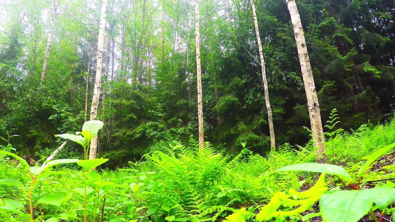 Sound of Nordic Forest Birds in Spring - NO LOOP