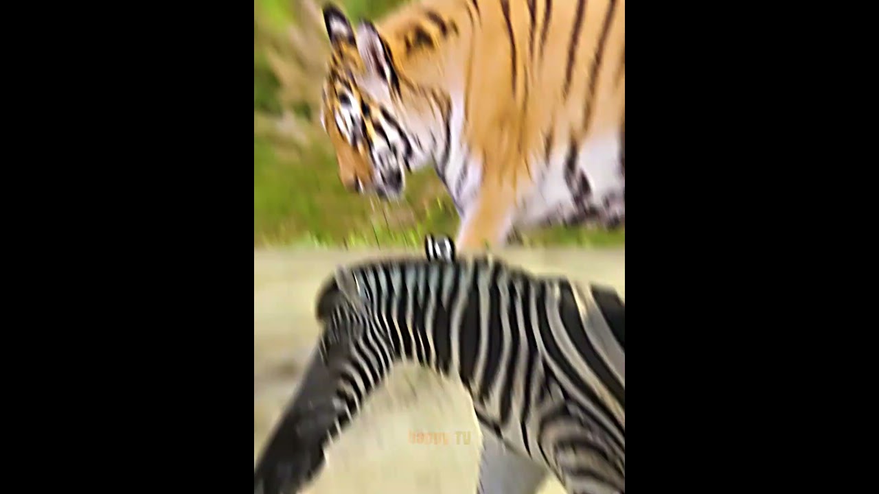 Bengal Tiger vs Burchell's Zebra