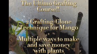 2 Mango Clone Hacks That Can Turn Cuttings Into $M's (Step-by-Step) Free Clone Pot Guide 