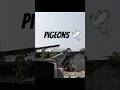 💌🕊#pigeon #birds #peace #love #peaceful #loving