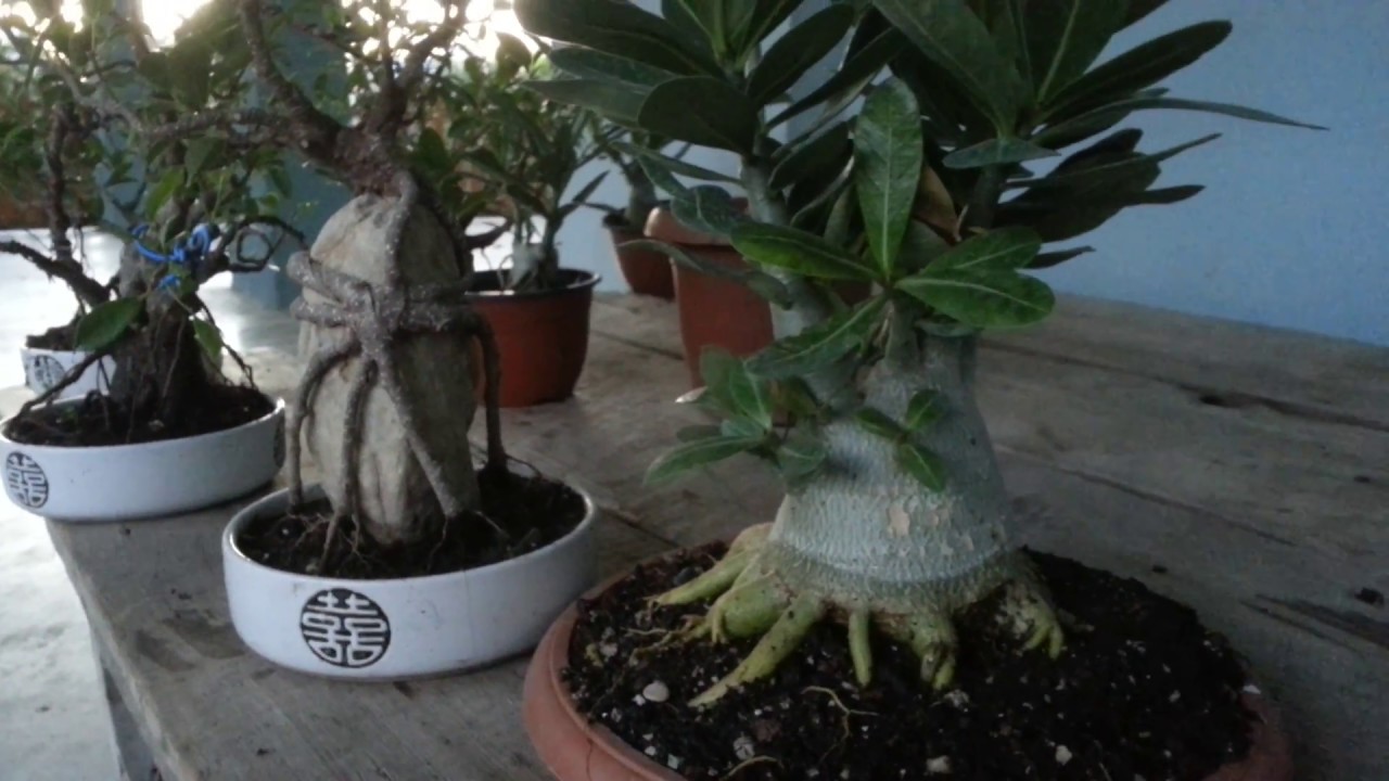 Bonsai aac yetitirmek