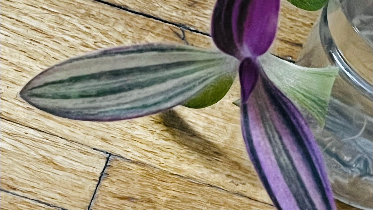 Why Do People Love These Plants?  Here’s Why…