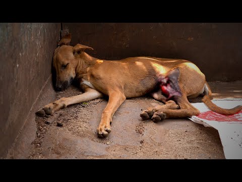 Road Accident Injured Dog Rescued and Saved by RRSA India