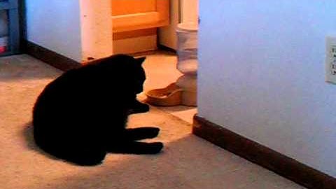 Fat, lazy cat uses paws to eat