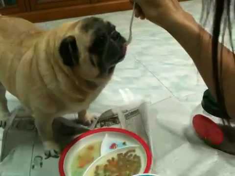 feeding pugs pug feeding guide how to feed a pug puppy funnydog tv feeding pugs pug feeding guide how to feed a pug puppy funnydog tv