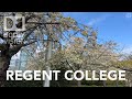 Cherry blossoms  regent college vancouver bc april 12 2024 4k bike view