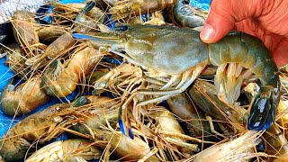 Biggest River Shrimp Cleaning And Cooking Giant Prawns Recipe How To Clean And Cook Big Shrimp