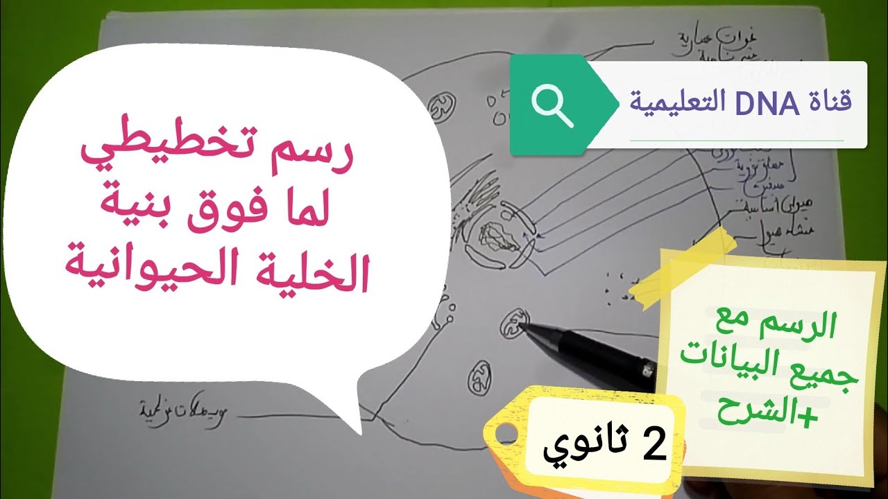 رسومات تخطيطية