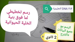 رسم تخطيطي للخلية الحيوانية بالمجهر الالكتروني 2 ثانوي