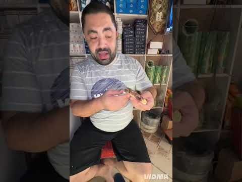 إلى بيج ماكس ف حياته الحلو كلو قصاده الجبل الأصفر امام بوابة النادى