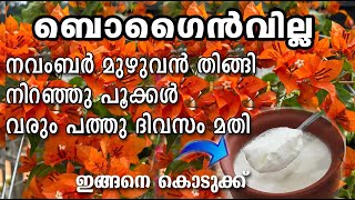 How To Make Flowers Bloom In November Malayalam