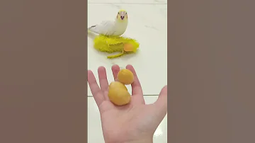 هاي كوكا تعالي احصلي على مكافئة دوبلاج اكسبلور دبلجة مضحكة السعودية Birds 