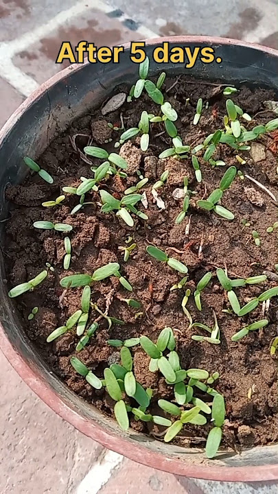 Download lagu How to grow marigold (गेंदा) from flower| marigold seeds| easy way to grow marigold #marigold