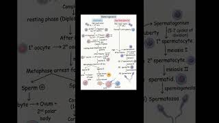 #medicalfield #gametogenesis #spermatogenesis #oogenesis