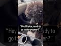 Dag I’m just tryna help you out! It ain’t have to be all that! #pet #dog #groomer #dogmom #maltipoo